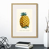 картина: botany illustration №17, 1836г. в Кемерово