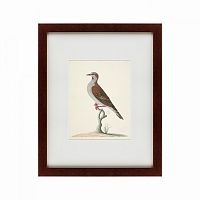 картина: the brown bird в Кемерово