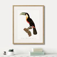 картина: beautiful toucans №1, 1806г. в Кемерово