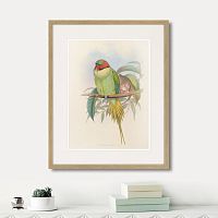 картина: bonaparte's parakeet, 1850г. в Кемерово