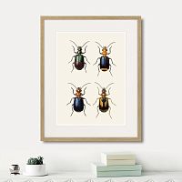 картина: assorted beetles №4, 1735г. в Кемерово