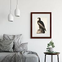 картина: great american sea eagle, 1837 в Кемерово