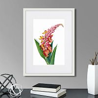 картина: caribian flora pink alpinia, 1740г. в Кемерово
