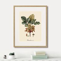 картина: juicy fruit lithography №8, 1870г. в Кемерово