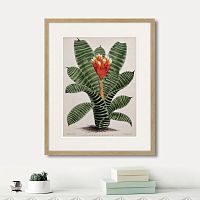 картина: exotic plants of the world №8, 1815г. в Кемерово