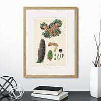 картина: botany illustration №2, 1836г. в Кемерово