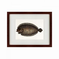 картина: sole fish, 1722 в Кемерово