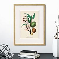 картина: botany illustration №24, 1836г. в Кемерово