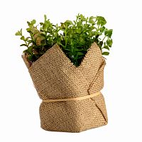 растение декоративное potted herb kolina в Кемерово
