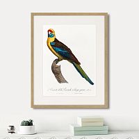 картина: beautiful parrots №12, 1872г. в Кемерово