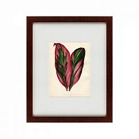 картина: botanical leaf dracaena, 1870 в Кемерово