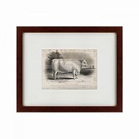 картина: a short horned bull, 1849 в Кемерово