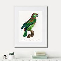 картина: beautiful parrots №4, 1872г. в Кемерово