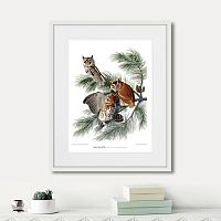 картина: eastern screech owl, 1845г. в Кемерово