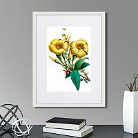 картина: caribian flora yellow allamanda, 1740г. в Кемерово