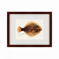 картина: southern pacific fish illustration, 1850 в Кемерово