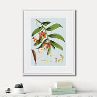 картина: himalaya plants white and orangered flowers, 1869г. в Кемерово