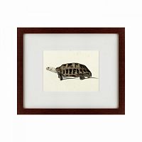 картина: a hand-painted illustration of an elongated tortoise, 1873 в Кемерово