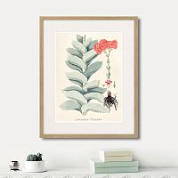 картина: fragmenta botanica №4, 1809г. в Кемерово