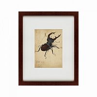 картина: stag beetle, 1505 в Кемерово