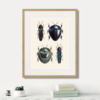 картина: assorted beetles №1, 1735г. в Кемерово