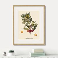 картина: juicy fruit lithography №4, 1870г. в Кемерово