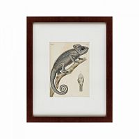 картина: chameleon, 1706 в Кемерово