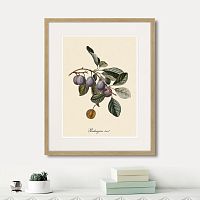 картина: juicy fruit lithography №5, 1870г. в Кемерово