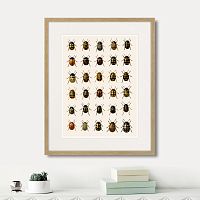картина: assorted beetles №2, 1735г. в Кемерово