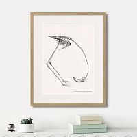 картина: phanicopterus ruber, 1867г. в Кемерово