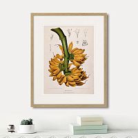 картина: exotic plants of the world №9, 1815г. в Кемерово
