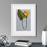 картина: yellow arum lily, 1899г. в Кемерово