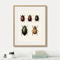 картина: assorted beetles №7, 1735г. в Кемерово