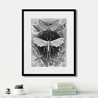 картина: art forms of nature №4, 1897г. в Кемерово