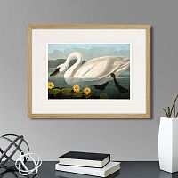 картина: common american swan (white), 1838г. в Кемерово