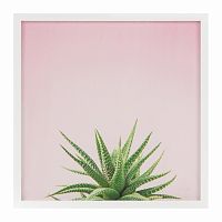 постер aloe разноцветный в Кемерово