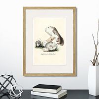 картина: botany illustration №7, 1836г. в Кемерово