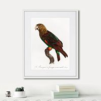 картина: beautiful parrots №3, 1872г. в Кемерово