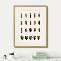 картина: assorted beetles №3, 1735г. в Кемерово