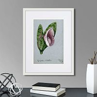 картина: a lady's slipper orchid (cypripedium bellatulum), 1899г. в Кемерово