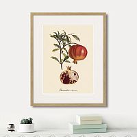 картина: juicy fruit lithography №7, 1870г. в Кемерово