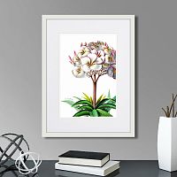 картина: caribian flora plumeria, 1740г. в Кемерово