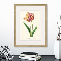 картина: botany illustration №3, 1836г. в Кемерово