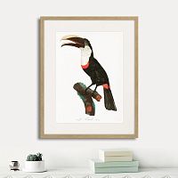 картина: beautiful toucans №2, 1806г. в Кемерово