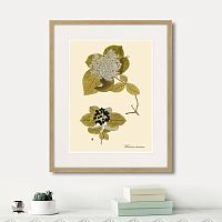 картина: viburnum lantana, 1740г. в Кемерово