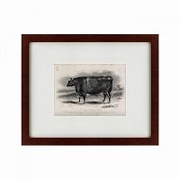 картина: a short horned steer, 1849 в Кемерово