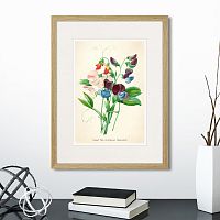картина: botany illustration №4, 1836г. в Кемерово