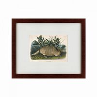 картина: armadillo (dasypus peba), 1848 в Кемерово