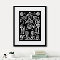 картина: art forms of nature №3, 1897г. в Кемерово