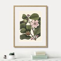 картина: balsam tree with pink flower, 1741г. в Кемерово